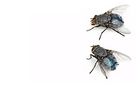 0956 Blue Bottle Fly (Calliphora vomitoria)